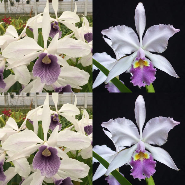 Cattleya Orchid Seedling SVO 9634 (L. purpurata f. werkhauseri striata 'Diamond Orchids' x C. warscewiczii f. coerulea 'Erik Steven')