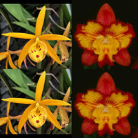 Cattleya Orchid Seedling Pot. Fantasy Bird (Bl. Richard Mueller '4N' x Slc. Angel’s Fantasy 'Solar Flare' FCC/AOS)
