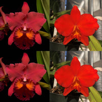 Cattleya Orchid Seedling (Pot. Carolina Splendor 'Aztec II' AM/AOS x Slc. Seagulls Apricot 'Blood Babe')