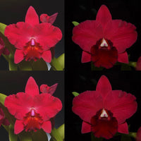 Cattleya Orchid Seedling [Pot. Sylvia Wagner 'SVO' x Pot. (Paradise Rose x Rubescence) 'SVO']