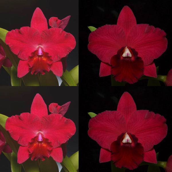 Cattleya Orchid Seedling [Pot. Sylvia Wagner 'SVO' x Pot. (Paradise Rose x Rubescence) 'SVO']