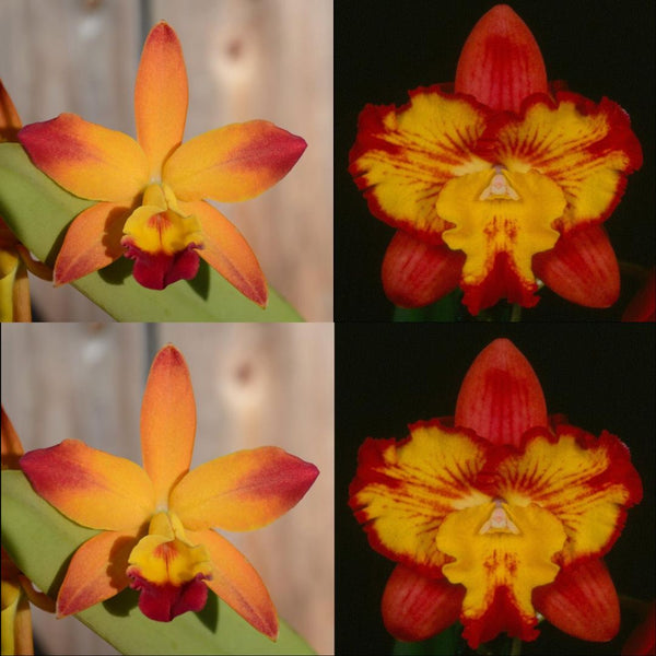 Cattleya Orchid Seedling (Slc. Fire Gem 'Hot Splash' x Slc. Angel Fantasy 'Solar Flare' FCC/AOS)