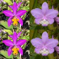 Cattleya Orchid Seedling (Lc. Tiny Treasure 'Star Amethyst' HCC/AOS x C. loddigesii 'SVO Wow')