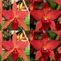 Cattleya Orchid Seedling (Lc. Spring Fires 'Lynette #3' x Pot. Star Fire 'SVO' AM/AOS)