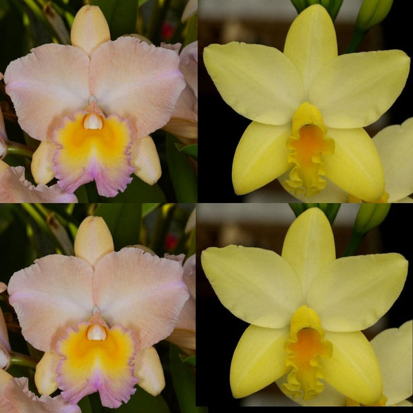 Cattleya Orchid Seedling Pot. Forbidden Love (Pot. William Farrell 'Native Son' x Blc. Love Sound 'Fortissimo')