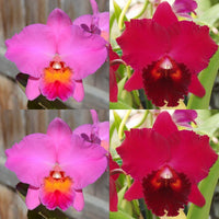 Cattleya Orchid Seedling (Slc. Durban Rose 'SVO’ x Pot. Oconee Circle 'SVO')