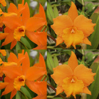 Cattleya Orchid Seedling Blc. Guess What 'SVO' AM/AOS x Blc. Hawaiian Discovery 'Fluorescent Orange' HCC/AOS)
