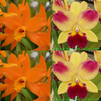 Cattleya Orchid Seedling (Blc. Guess What 'SVO' AM/AOS x Lc. Tropical Sunset 'Cheer Girl')