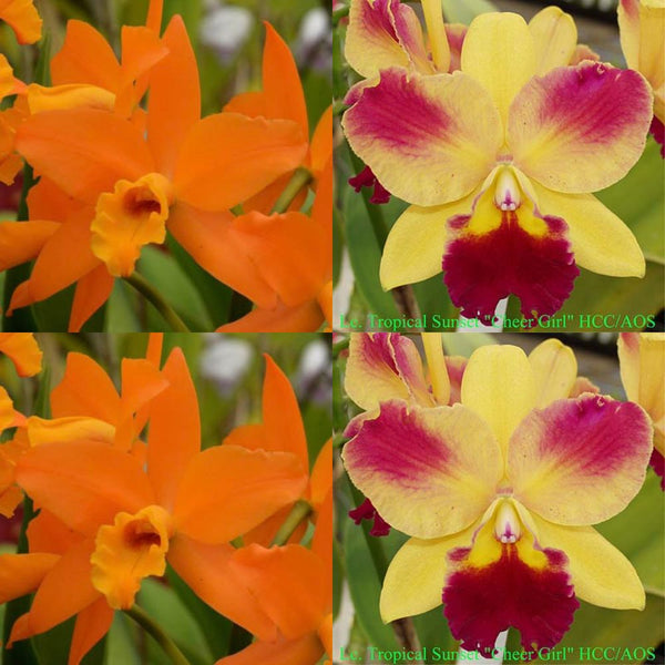 Cattleya Orchid Seedling (Blc. Guess What 'SVO' AM/AOS x Lc. Tropical Sunset 'Cheer Girl')