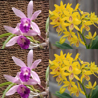 Cattleya Orchid Seedling Lc. Button Top 'Tomiko' x Epc. Kyoguchi 'M. Sano')