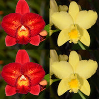 Cattleya Orchid Seedling (Slc. Laszlo's Spark 'Mini Flare' x Blc. Love Sound 'Dogashima' AM/AOS)