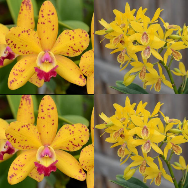 Cattleya Orchid Seedling (Slc. Jungle Elf 'Cheryl Lynn' 4n x Epc. Kyoguchi 'M. Sano' Mutation)