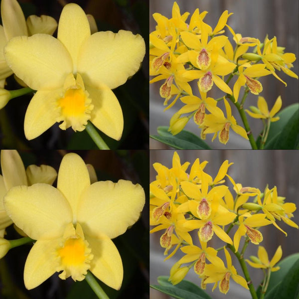 Cattleya Orchid Seedling (Blc. Love Sound 'Dogashima' AM/AOS x Epc. Kyoguchi 'M. Sano' Mutation)