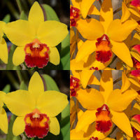 Cattleya Orchid Seedling (Blc. Magic Guess 'SVO' x Pot. Little Toshie 'Gold Country' AM/AOS)