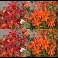 100mm Cattleya Orchid Seedling Lc. Koolau Treat  (Lc. Koolau Seagulls 'Volcano Queen' AM/AOS x Lc. Trick or Treat 'Orange Magic' AM/AOS)