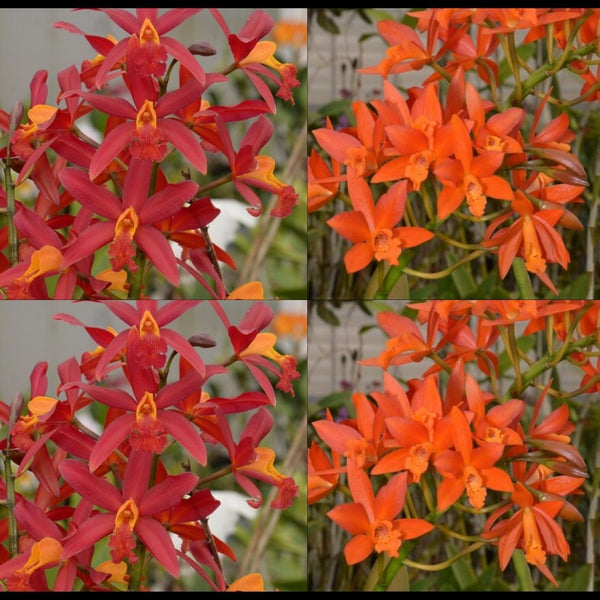 Cattleya Orchid Seedling Lc. Koolau Treat  (Lc. Koolau Seagulls 'Volcano Queen' AM/AOS x Lc. Trick or Treat 'Orange Magic' AM/AOS)