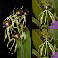 100mm Cattleya Orchid Seedling (Psh. cochliata 'Pepe' x Psh. cochliata 'Jules & Elaine 'AM/AOS)