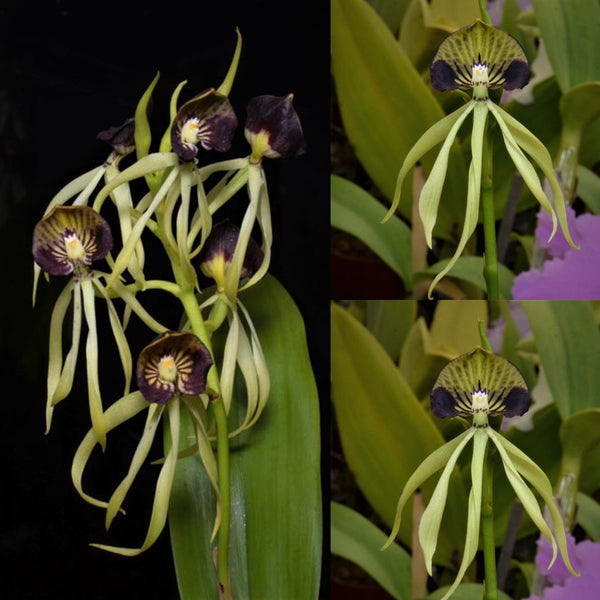 Cattleya Orchid Seedling (Psh. cochliata 'Pepe' x Psh. cochliata 'Jules & Elaine 'AM/AOS)