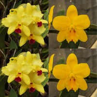 Cattleya Orchid Seedling SVO9864 (Lc. Tokyo Magic '6-1' AM/AOS x Sc. Beaufort 'Hartford's Elwood' AM/AOS)