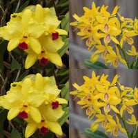 Cattleya Orchid Seedling (Lc. Tokyo Magic '6-1' AM/AOS x Epc. Kyoguchi 'M. Sano' 4n)