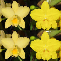 Cattleya Orchid Seedling (Blc. Love Sound 'Dogashima' AM/AOS x Sc. Beaufort 'Big Circle' 4n)