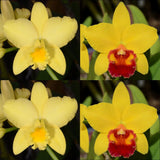 Cattleya Orchid Seedling (Blc. Love Sound 'Orange Bird' AM/AOS x Pot. Little Toshie 'Gold Country' AM/AOS)