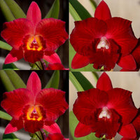 Cattleya Orchid Seedling SVO9905 (Pot. Verbatim 'SVO Fire Splash' x Pot. Ruby Delight 'Ruby Splash')