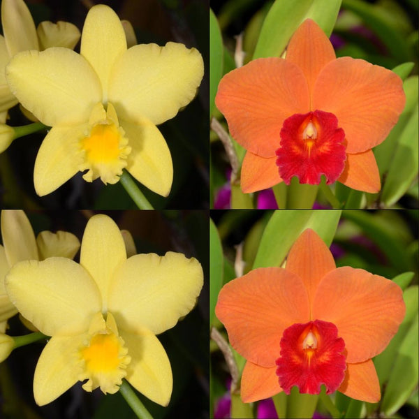 Cattleya Orchid Seedling (Blc. Love Sound 'Dogashima' AM/AOS x Pot. Golden Circle 'OPRL')