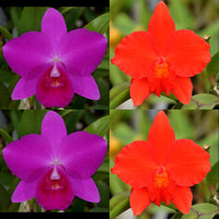 Cattleya Orchid Seedling (Slc. Purple Doll 'Midnight Velvet' AM/AOS x Slc. Seagulls Apricot 'Majestic')