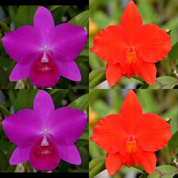 100mm Cattleya Orchid Seedling (Slc. Purple Doll 'Midnight Velvet' AM/AOS x Slc. Seagulls Apricot 'Majestic')