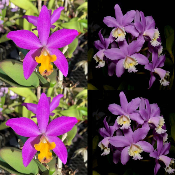 Cattleya Orchid Seedling (Lc. Tiny Treasure 'Star Amethyst' HCC/AOS x C. harrisoniana 'Volcano Queen' Mutation)