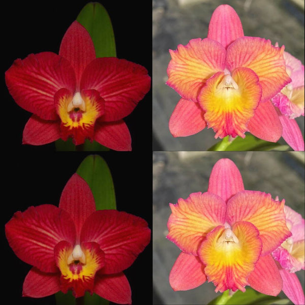 100mm Cattleya Orchid Seedling (Pot. Mem. Cristina Montero 'SVO Sparkle' x Slc. Cosmic Sparks 'Candy Stripe')