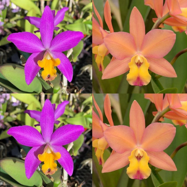 Cattleya Orchid Seedling (Lc. Tiny Treasure 'Star Amethyst' HCC/AOS x C. Orchidglade 'SVO' HCC/AOS