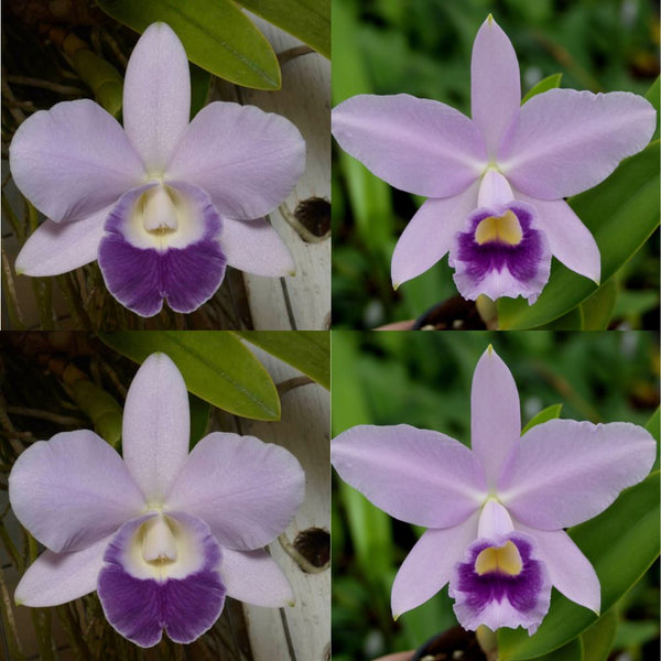 Cattleya Orchid Seedling SVO 9970 (Lc. Mini Purple ‘H&R’ 4N x Lc. Blue Design 'Huge Blue')