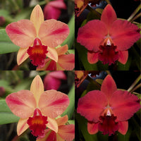 Cattleya Orchid Seedling SVO9979 (Pot. Martha Clarke 'Amazing' x Pot. Lovely Elaine 'SVO')