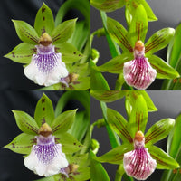 Zygopetalum Orchid Zga. Zga. Happy Bay ‘Green Hills’ x Npp. Beverley Lou ‘Stripes’