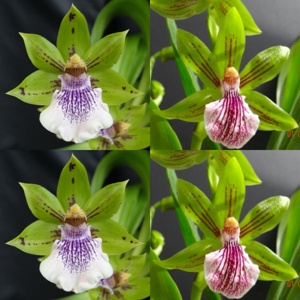 Zygopetalum Orchid Zga. Zga. Happy Bay ‘Green Hills’ x Npp. Beverley Lou ‘Stripes’