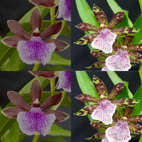 Zygopetalum Orchid Zga. Frankston 'Choc Ice' x Z. crinitum 'Loddiges'