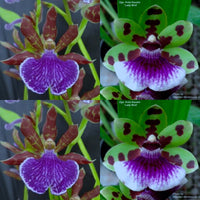 Zygopetalum Orchid Zga. Denpasar ‘Red Rocket’ x Zga. Kuta Square ‘Chocolate Chip’