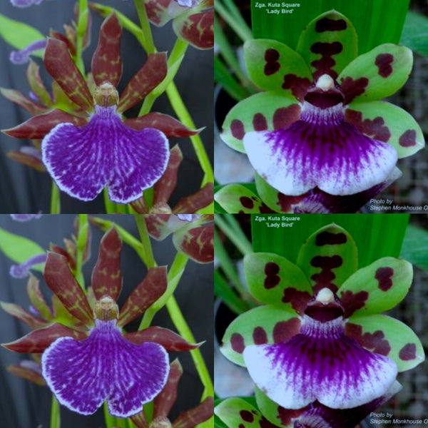 Zygopetalum Orchid Zga. Denpasar ‘Red Rocket’ x Zga. Kuta Square ‘Chocolate Chip’