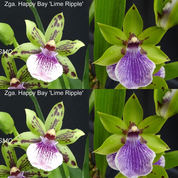Zygopetalum Orchid Z4050 Zga. Happy Bay ‘Lime Ripple’ x Zga. Bali Mist ‘Grassy’