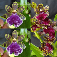 Zygopetalum Orchid Z4052 Z. Kiwi Choice ‘Tyabb’ x Zga. Freestyle Meadows ‘Ruby Lips’