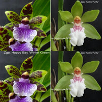 Zygopetalum Orchid Z4056 Zga. Happy Bay ‘Winter Green’ x Zga. Kudos ‘Purity’