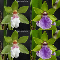 Zygopetalum Orchid Z4057 Zga. Kudos ‘Purity’ x Zga. Bali Mist ‘Grassy’