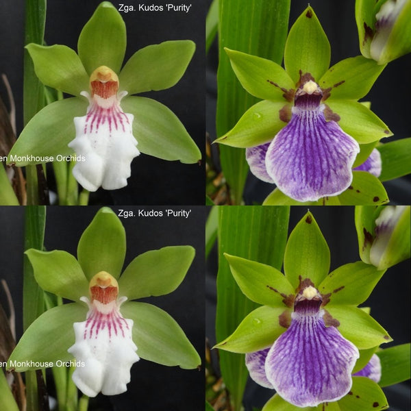 Zygopetalum Orchid Z4057 Zga. Kudos ‘Purity’ x Zga. Bali Mist ‘Grassy’