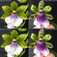 Zygopetalum Orchid Z4062 Zga. Happy Bay ‘Green Hills’ x Zga. World Charmer ‘Spring Rose’