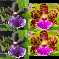 Zygopetalum Orchid Z4073 Z. Debbie De Mellow ‘Honolulu Bay’ x Zga. Adelaide Meadows ‘Peckham’