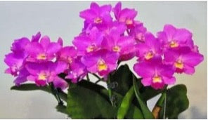 Cattleya Orchid  Lc. Sukura Candy