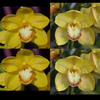 Cymbidium seedling GB2011 (Purely Dreaming x Luar Advent) 'Dawn' x Pure Origins 'Spark'