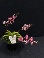 Select Barrita Orchids Sarcochilus INDP/031